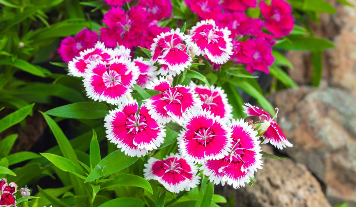 How-to-grow-dianthus-chinensis-Plant-care-and-maintenance-tips